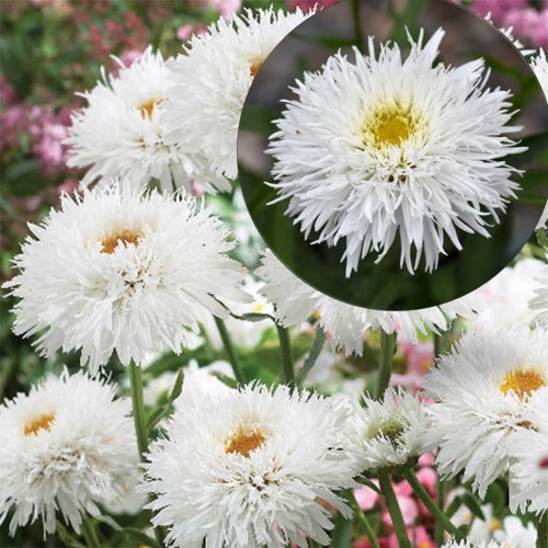 Leucanthemum superbum 'Sante' - Suureõieline härjasilm 'Sante' P9/0,55L